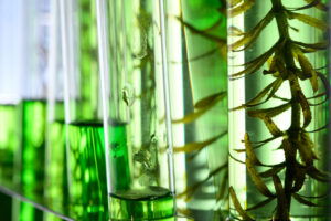 algae research in laboratories, biotechnology science concept